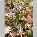 Veronica vindobonensis (przetacznik pannoński)