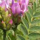 Astragalus danicus (traganek duński)