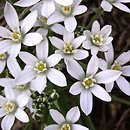 Ornithogalum collinum (śniedek cienkolistny)