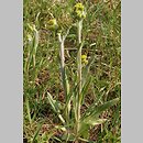 Senecio integrifolius (starzec polny)