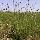 Sesleria (sesleria)