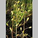 Draba nemorosa (głodek żółty)