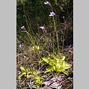 Pinguicula vulgaris ssp. bicolor (tłustosz pospolity dwubarwny)