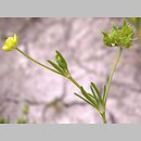 Ranunculus arvensis (jaskier polny)
