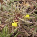 Ajuga chamaepitys (dąbrówka żółtokwiatowa)