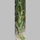 Conringia orientalis (pszonacznik wschodni)