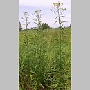 Senecio paludosus (starzec bagienny)