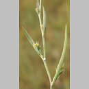 Bupleurum tenuissimum (przewiercień cienki)