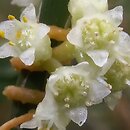 Cuscuta campestris (kanianka polna)