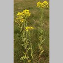 Senecio jacobaea (starzec jakubek)