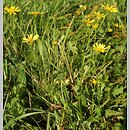 Senecio barbaraeifolius (starzec gorczycznikowy)