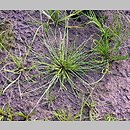 Eleocharis ovata (ponikło jajowate)