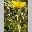 Crepis biennis (pępawa dwuletnia)