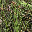 Eleocharis quinqueflora (ponikło skąpokwiatowe)