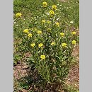 Erysimum hieraciifolium (pszonak jastrzębcolistny)