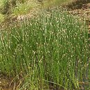Eleocharitetum palustris - szuwar ponikła błotnego