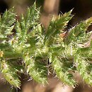 Achillea setacea (krwawnik szczecinkolistny)