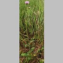 Serratula lycopifolia (sierpik różnolistny)