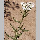Achillea collina (krwawnik pagórkowy)