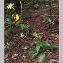 Hieracium lachenalii (jastrzębiec Lachenala)