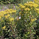 Senecio ovatus (starzec jajowaty)