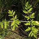 Angelica sylvestris (dzięgiel leśny)