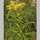 Senecio fluviatilis (starzec nadrzeczny)