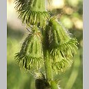 Agrimonia (rzepik)