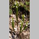 Euphrasia (świetlik)