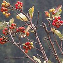 Sorbus graeca (jarząb grecki)