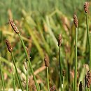 Eleocharis (ponikło)