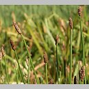 Eleocharis mamillata (ponikło sutkowate)
