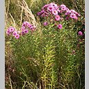Symphyotrichum novae-angliae (aster nowoangielski)