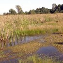 Pilularietum globuliferae - zespół gałuszki kulecznicy