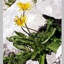Taraxacum sect. Fontana