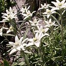 Leontopodium alpinum (szarotka alpejska)