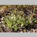 Gnaphalium supinum (szarota drobna)