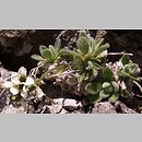 Draba tomentosa (głodek kutnerowaty)
