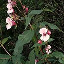 Impatiens glandulifera (niecierpek himalajski)