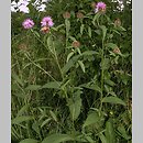 Centaurea phrygia (chaber austriacki)