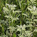 Artemisia pontica (bylica pontyjska)