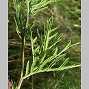 Senecio erucifolius (starzec srebrzysty)