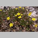 Potentilla pusilla (pięciornik omszony)