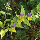 Melampyrum polonicum (pszeniec polski)
