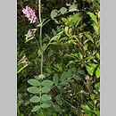 Lathyrus pisiformis (groszek wielkoprzylistkowy)