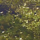 Ranunculetum baudotii - zespół włosienicznika Baudota