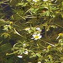 Ranunculus baudotii (jaskier Baudota)