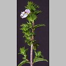 Euphrasia coerulea (świetlik błękitny)