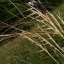 Stipa pulcherrima (ostnica powabna)