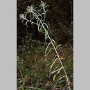 Carlina longifolia (dziewięćsił długolistny)